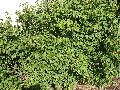 Manhattan Spreading Euonymus / Euonymus kiautschovicus 